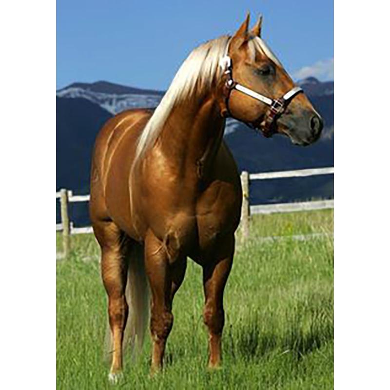 Diy 5d Diamond Painting Animal Full Drill Round Drill Diamond Embroidery Cross Stitch Kits Horse Wall Art Home Decor Gift