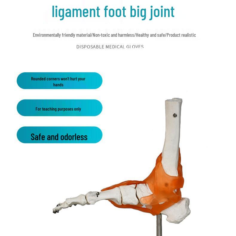 Human Skeleton Model with 6 Major Joints: Knee, Foot, Hand, Shoulder, Elbow, and Hip