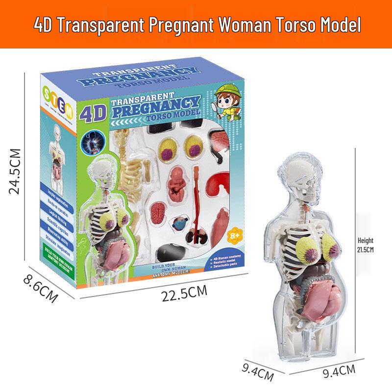 Children's Educational Human Anatomy Model - Skeleton & Organ Structure Toy for Medical Teaching