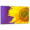 GLASS PROTECTIVE PLATE FOR STOVE 80x52 FLOWER