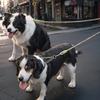 Double Dog Leash 360-degree Swivel Tangle-free Dual Dog Leash Walking