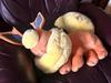 Plush New Eevee Evoli Sleep Plush Vaporeon Flareon Pikachu Peluche Sylveon Umbreon Stuffed Toys Cartoon Doll Gift