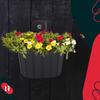 Wall Hanging Flower Pot for Balcony Rustic Anthracite 20 cm 2 PCS