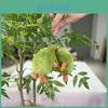 Delightful Avocado Plush Figure Keychain With Colorful Chains Perfect For Collectors