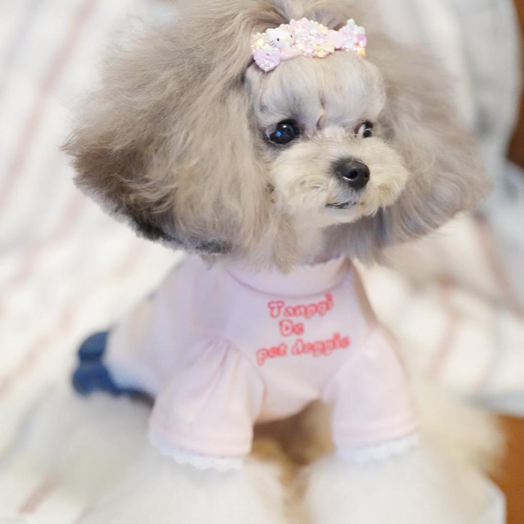 Pet Cat Dog Playful Print Classic Japanese Korean Style T-Shirt for Small Puppies