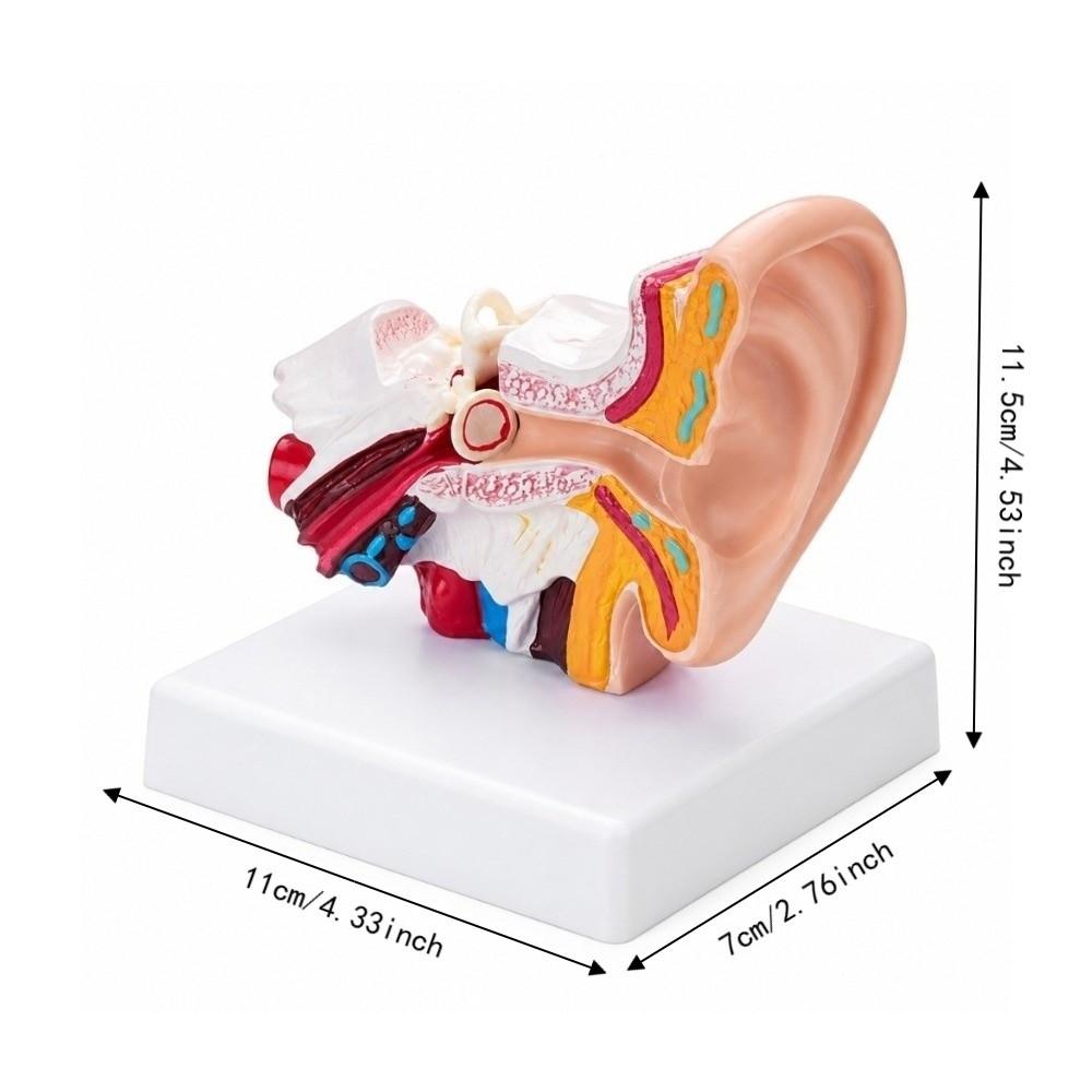PVC Human Ear Model Stable Base Educational Ear Model Anatomical Ear Model  Science Classroom