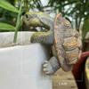 Garden Turtle Resin Statue With Realistic Design And Vibrant Colors Weather Resistant Outdoor Ornament For Patio