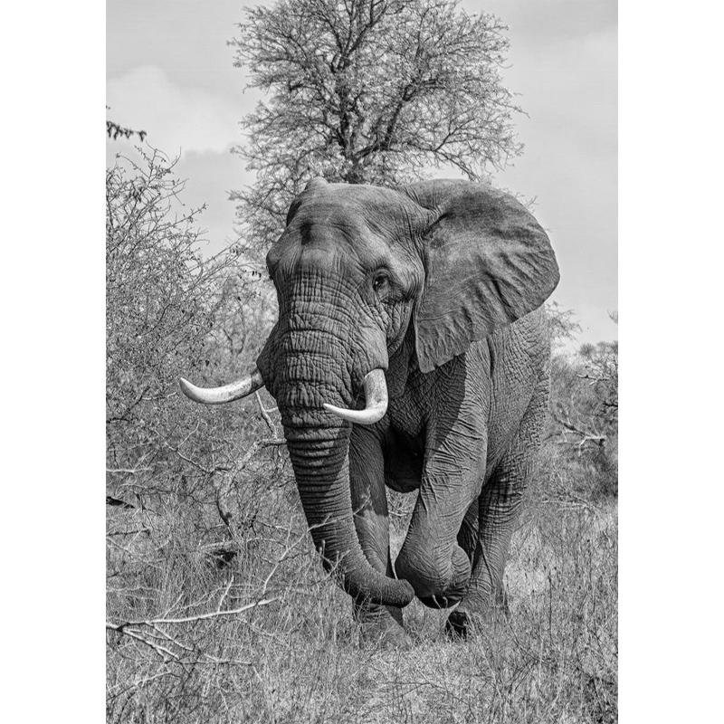 

Повна 5D DIY Алмазна мозаїка Слон Алмазна вишивка Повний хрестик Домашній декор Ручний подарунок 20x20cm