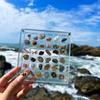 Scatola Espositore in Acrilico con Conchiglie e Pietre e Chiusura Magnetica