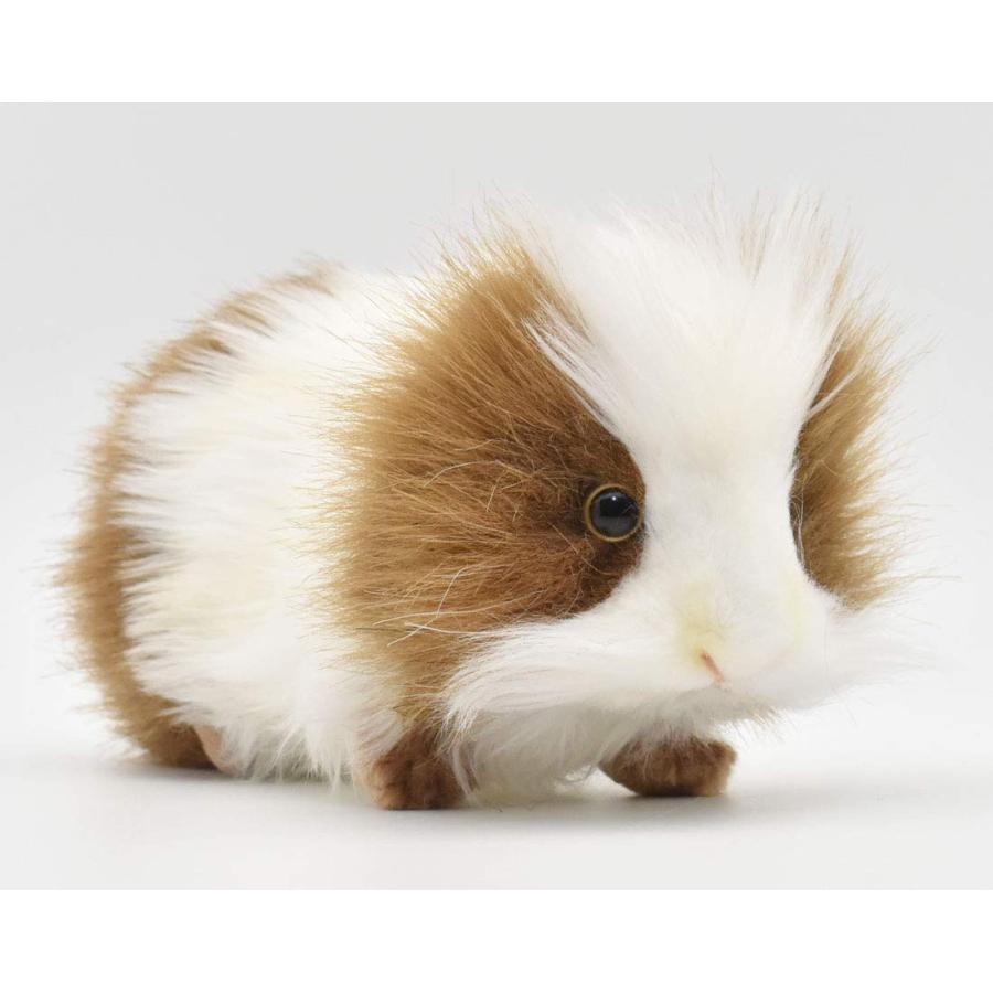BH3735 HANSA guinea pig 20