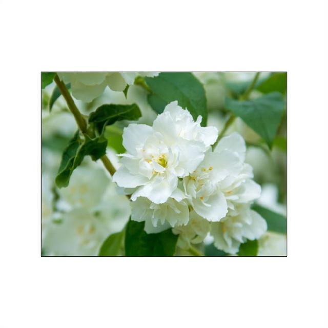 

Белые цветы, растения, настенные картины, холст, картина, весенний свежий пейзаж, постер и печать для современной гостиной, домашний декор 21X30cm No Frame