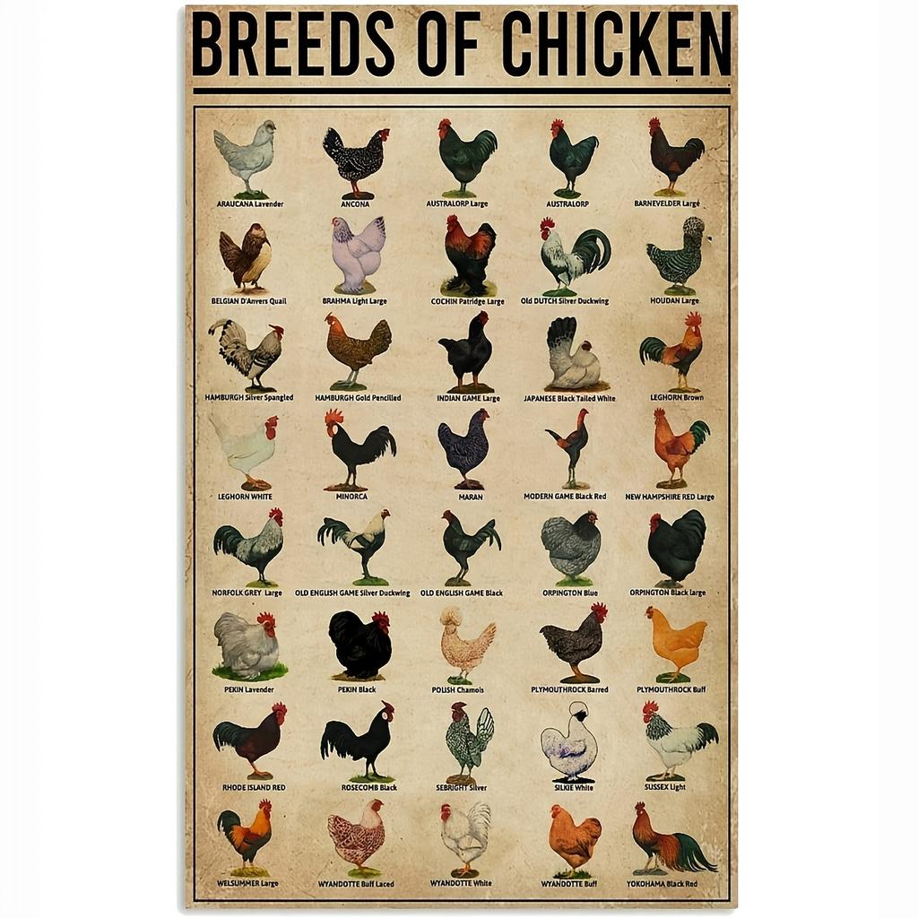 Crazy Chicken Coop Cedule Retro kovová uvítací plaketa Legrační statek Ideální pro kurník nebo kuchyni Ideální dárek na zeď