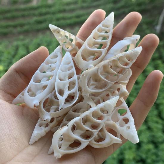 Center Cut Shells Natural Center Cut Sea Shells Pre-Cut Conch Slices for DIY Crafts Wind Chimes Coastal Home Decor Nautical Jewelry