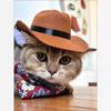 Pet cat denim hat headwear mini denim dog hat triangle scarf combo