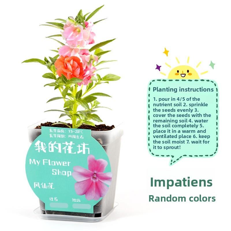 Kit Esperimento Scientifico Fai da Te Pianta in Vaso da Scrivania con Semi da Germinazione per Bambini e Decorazione per Ufficio