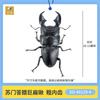 Sota Simulation Insect Model Giant Stag Beetle Palawan Sumatran Biological Illustration Collectible Figurine With Display Stand