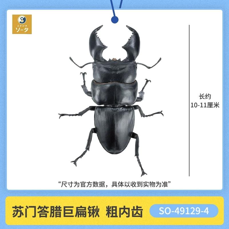 Sota Simulation Insect Model Giant Stag Beetle Palawan Sumatran Biological Illustration Collectible Figurine With Display Stand