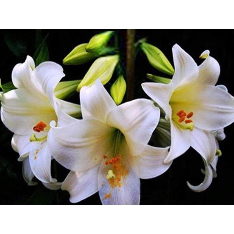 

Новый 5D DIY алмазная живопись цветок лилии Алмазная вышивка пейзаж вышивка крестом полная круглая дрель ремесла домашний декор подарок Full Round 30x40CM