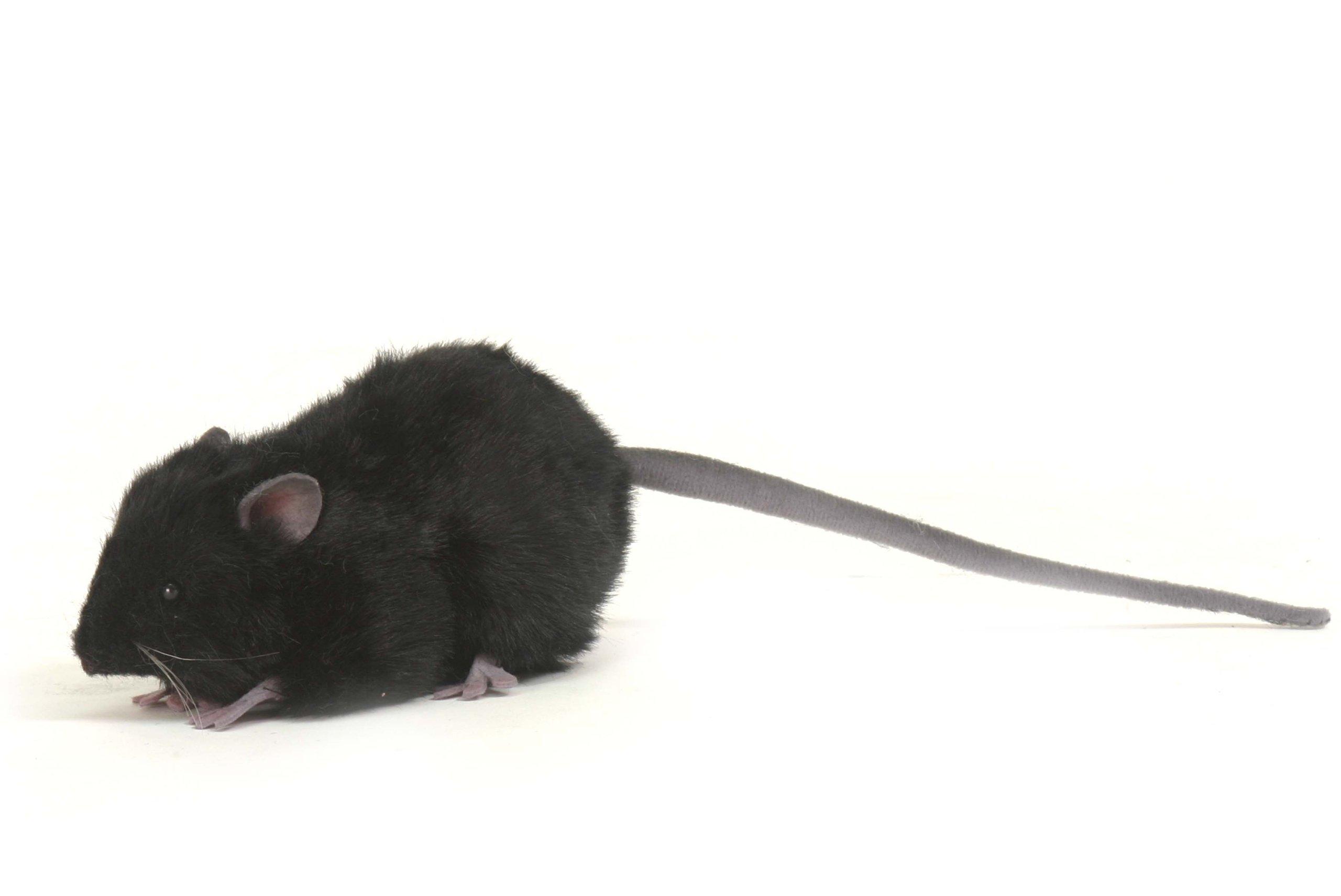 

HANSA Plush Toy Black Rat, W5cm, H6cm, D12cm