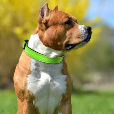 1PC Breathable Pet Nylon Reflective Collar Medium Dog Adjustable Webbing Size Medium Dog Set