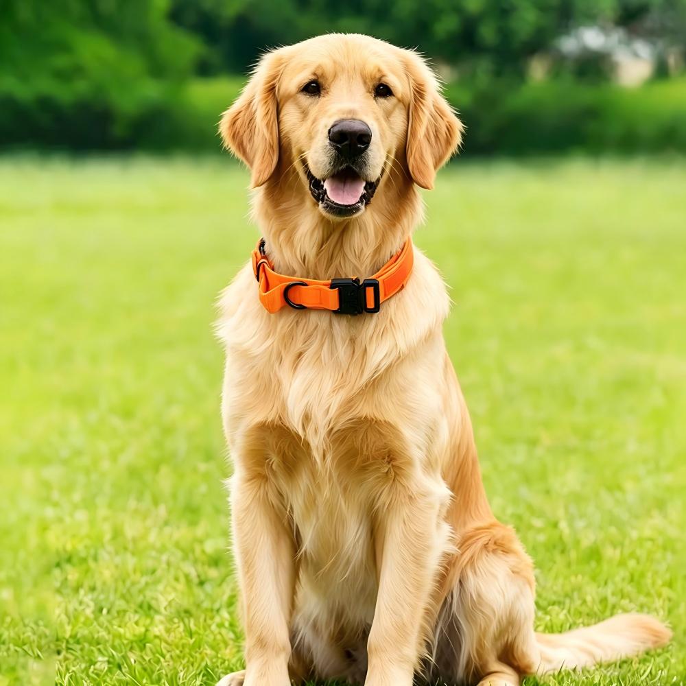 Tactical Dog Collar 7 Optional Colors Heavy Duty Metal D-ring Adjustable Military Training Collar For Medium Large Dog