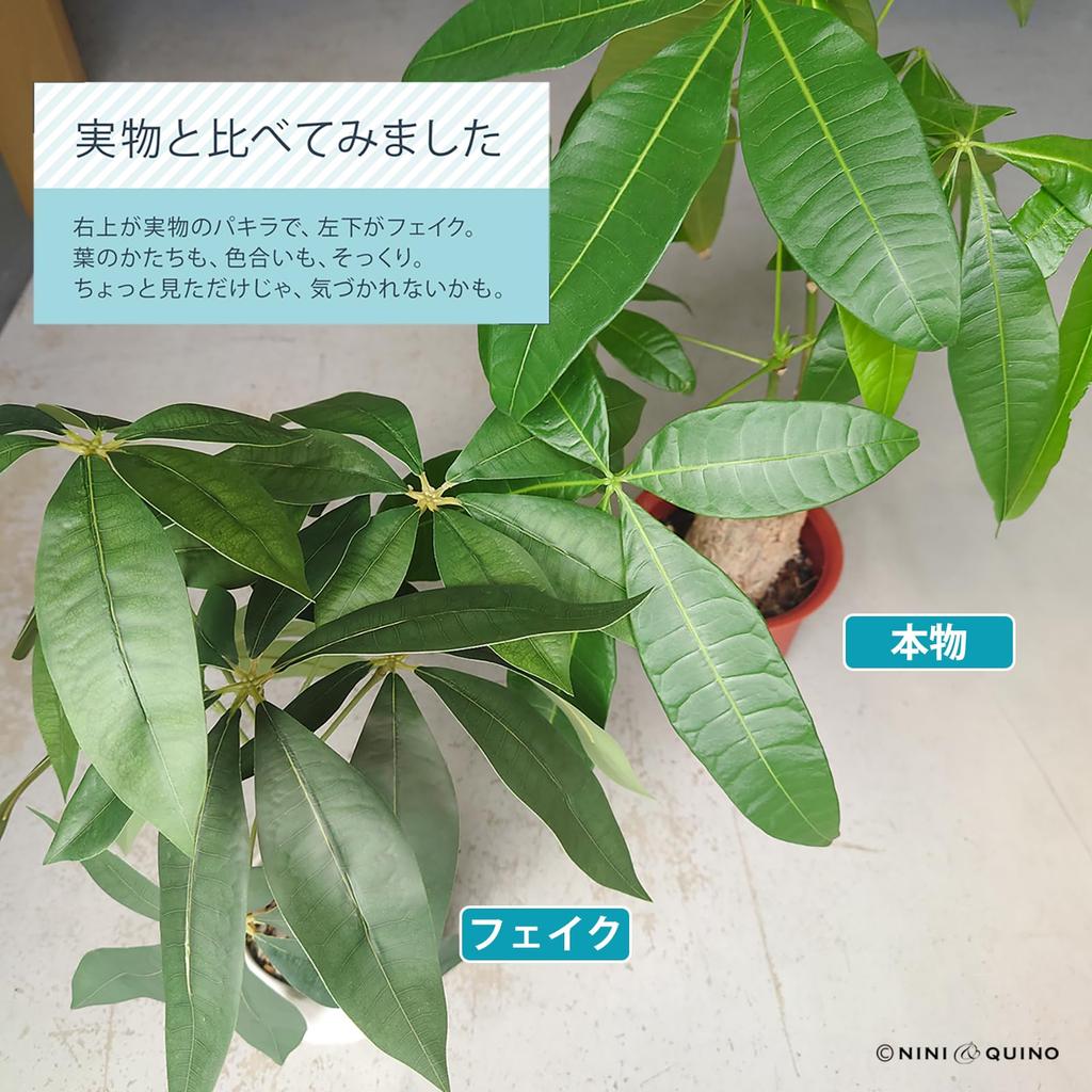 Ninian and Kino Faux Green Pachira In a 35cm Ceramic Artificial Plant with a Realistic No Maintenance Will Not Indoor Decorative Perfect for Living