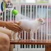AEE2-Garten-Außendusche Loch Geeignet für Katzen und Hunde Reinigung und Baden Tragbare Haustierreinigung
