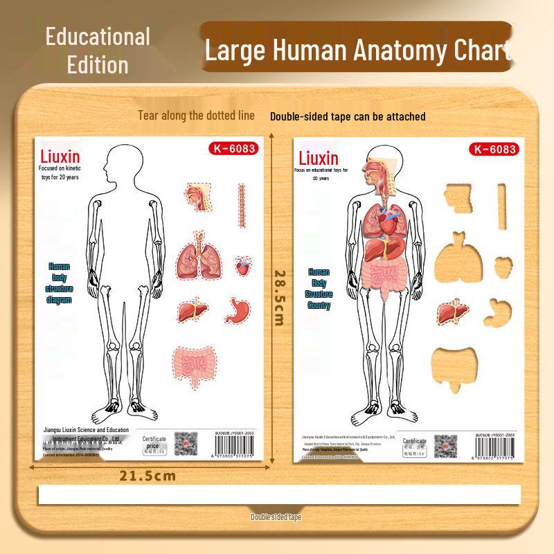 A4 Human Organ Structure Model: Elementary Science DIY Teaching Aid