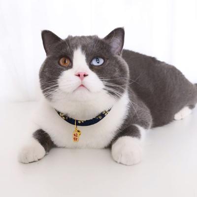 Gatos – Collares