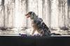 GUARD HARNESS for pulling medium terrier dog / 20 Ukory NASA