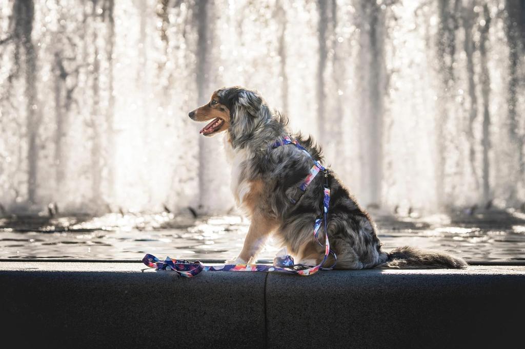 GUARD HARNESS for pulling medium terrier dog / 20 Ukory NASA