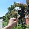 BHBL Colorful White Roses Artificial Red Rose Give To Girlfriend Small Gift for Chinese Valentine'S Day