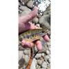 Used Tenkara Zenmai Kebari Yamame Amago Char Fly Fishing Managed Fishing Spot
