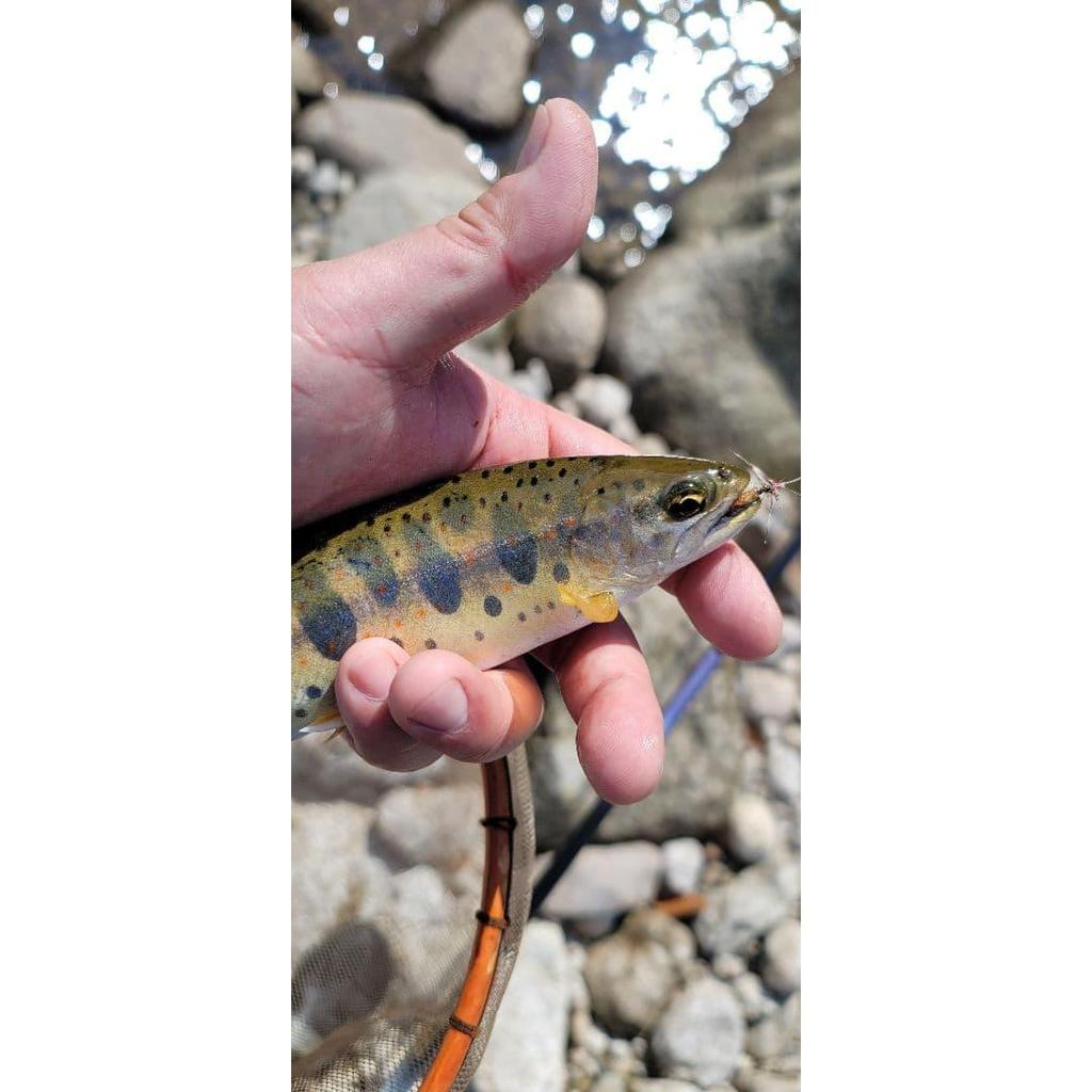 Used Tenkara Zenmai Kebari Yamame Amago Char Fly Fishing Managed Fishing Spot