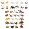 Animal Model Set Pvc Collectible Insect Bird Reptile Amphibian For Education And Display