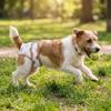 Adjustable Female Dog Diapers Washable Pet Physiological Pants  Dog Menstrual Period