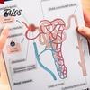 A&P Exam Prep Materials Anatomy Label Lab Workbook Human Illustrations 100+ Reusable Practice Book Full-Color Dry-Erase Pages Educational Resource for