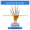 1:1 Human Skeletal Joint Models: Knee, Shoulder, Elbow, Hand, Foot, Hip
