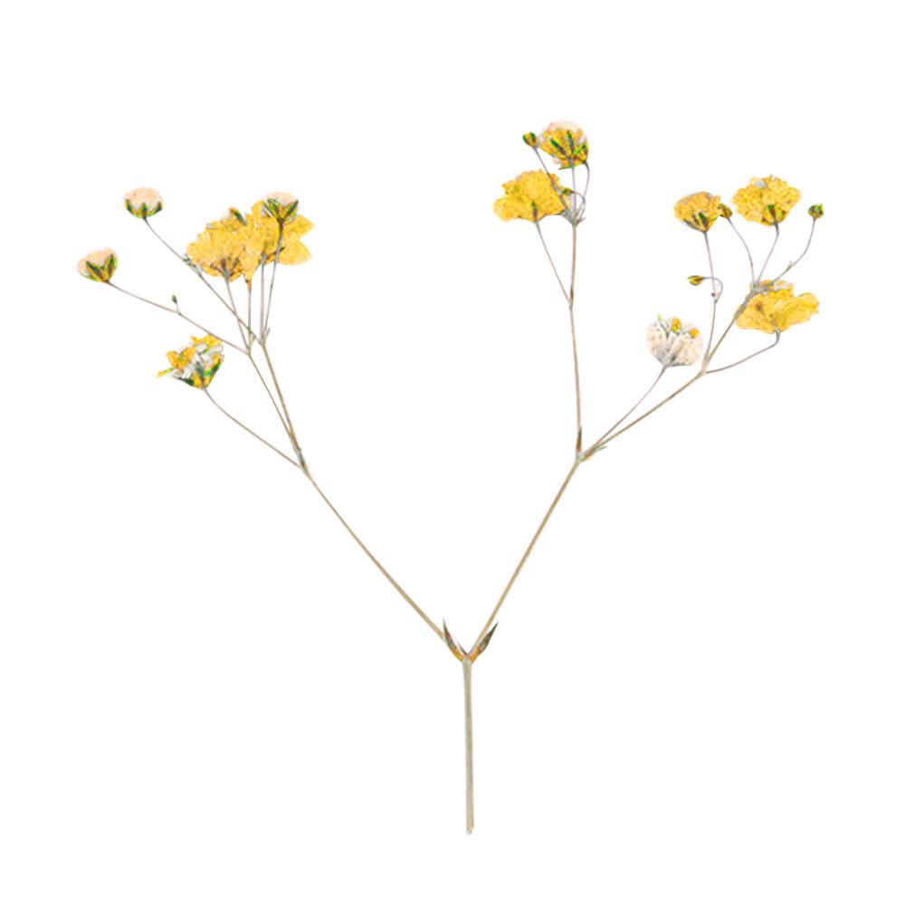 12ks sušených květin Vzorek větve Karta z epoxidové pryskyřice Záložka Doplňky pro kutily Live City Fashion Home Decor