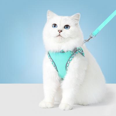 Cani – Collari e guinzagli per cani