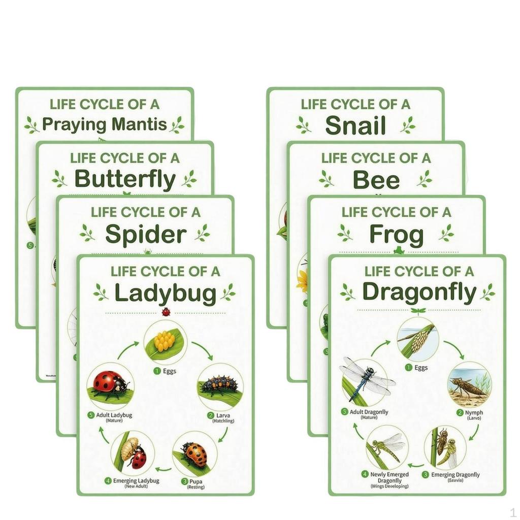 8 Pieces Life Cycle Chart A4 Cycles Bulletin Board Visual Educational Poster with Border
