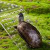 M-Modern-New Hanging Turtle Basking Platform Transparent Perforated Climbing Platform With Wide Hook For Small & Medium Turtle