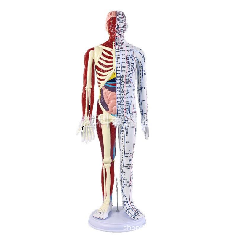 60cm TCM Acupuncture Teaching Model: Human Meridian Acupoint, Half-Skin/Half-Muscle Anatomical Model.