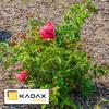 KADAX Flower Plant Support Garden Ring Steel Support