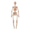 3D Human Skeleton Model Kit for Children's Educational Anatomy and Medical Teaching