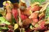 SAFLAX Mix di piante carnivore - 10 semi - Sarracenia Mix