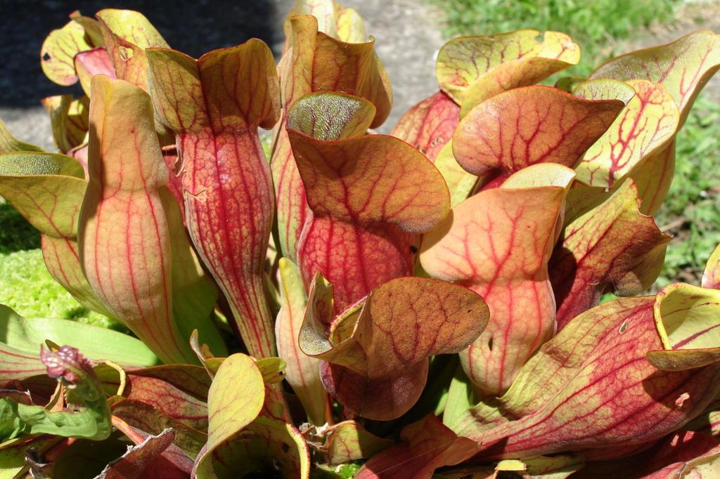 SAFLAX Mix di piante carnivore - 10 semi - Sarracenia Mix