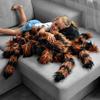 Gigantyczna pluszowa tarantula 85 cm przytulanka poduszka pluszak duża