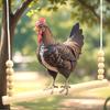 Chicken Swing Chicken Stand Parrot Suspension Bridge Pet Bird Toy Habitat Solid Wood Rooster Toy