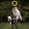 Waterproof Floating EVA Dog Training Flyer Interactive Tug Ring Chew-Resistant Flying Disc Multi-Functional Fitness Toy for Pets